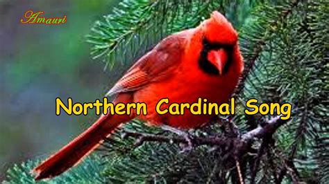 Male cardinal weight: 42 to 48 grams (1.4 to 1.5 ounces) Female cardinal size: 8.2 to 8.5 in (20.9 to 21.6 cm) Female cardinal weight: 38 to 42 grams (1.4 to 1.5 ounces) As we can see, the difference in size and weight is subtle. Moreover, males are slightly more upright in posture than females, likely to showcase their bright plumage as a sign of their health, …